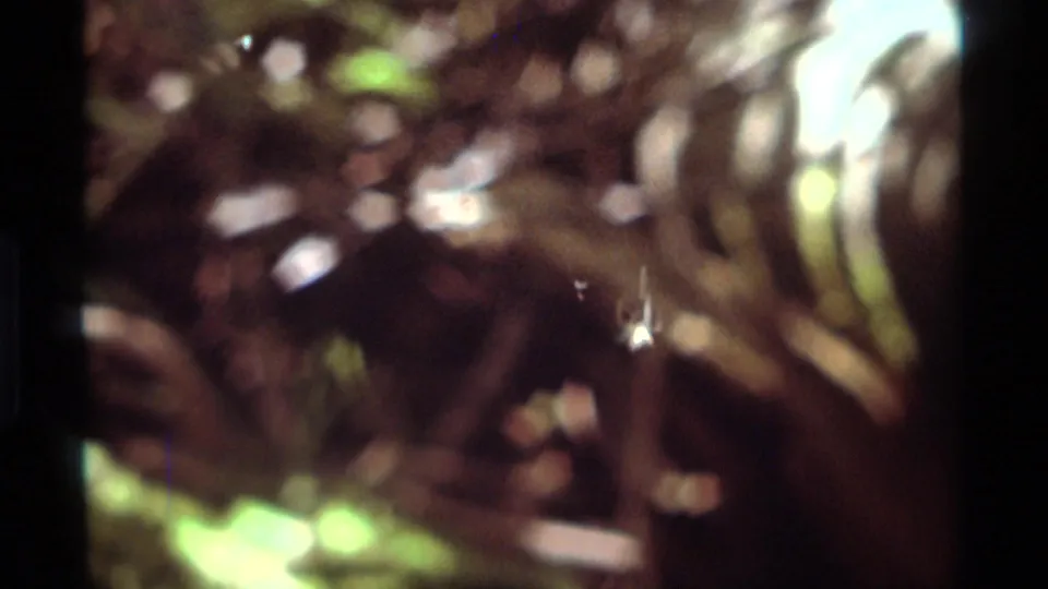 A small spider works near web strands while bright leaf highlights blur across the 1975 Montana home-movie frame.