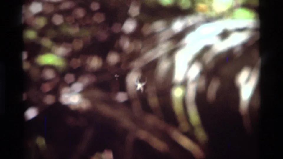 Final frame shows the spider suspended near web threads, with bright foliage and dark branches in soft 8mm focus.