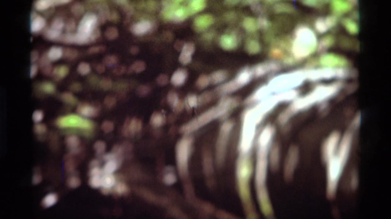 Soft-focus 1975 8mm frame from Agate Springs, Montana, showing dark foreground trunks and blurred sunlit foliage.