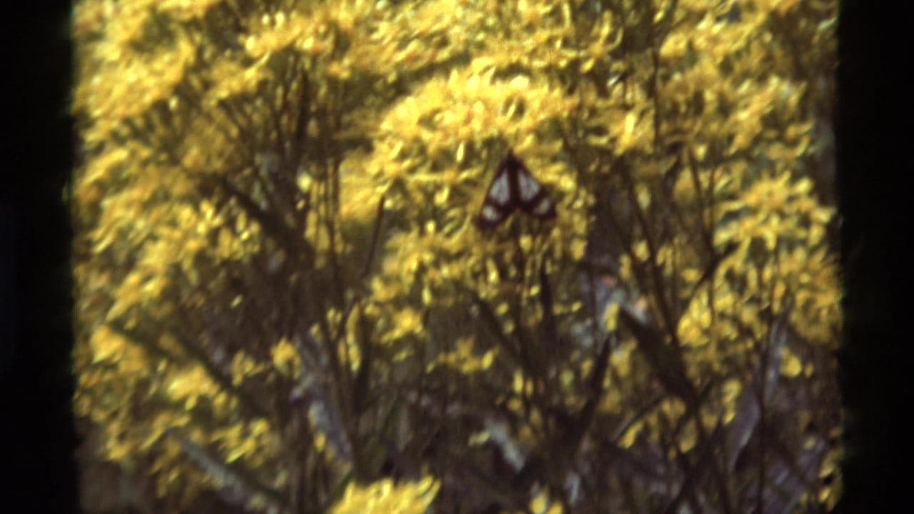Yellow flowering shrub in a forest setting with dark vertical tree shadows.