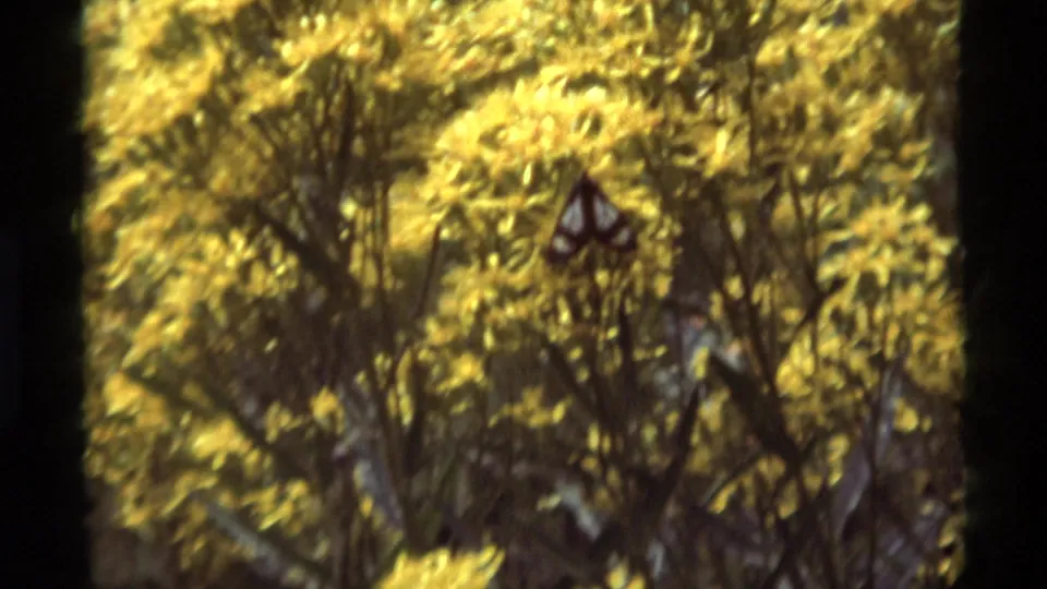 Yellow blossoms fill the frame in this 1975 Agate Springs 8mm nature view, with a small butterfly-like shape near the blooms.