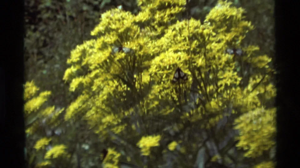 Handheld 1975 8mm frame from Agate Springs showing yellow blossoms and shrub branches in soft woodland light.