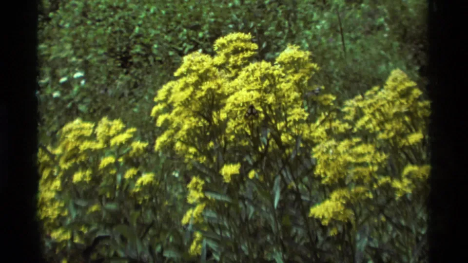 A 1975 Agate Springs 8mm frame shows a yellow flowering bush set against dense green forest foliage.