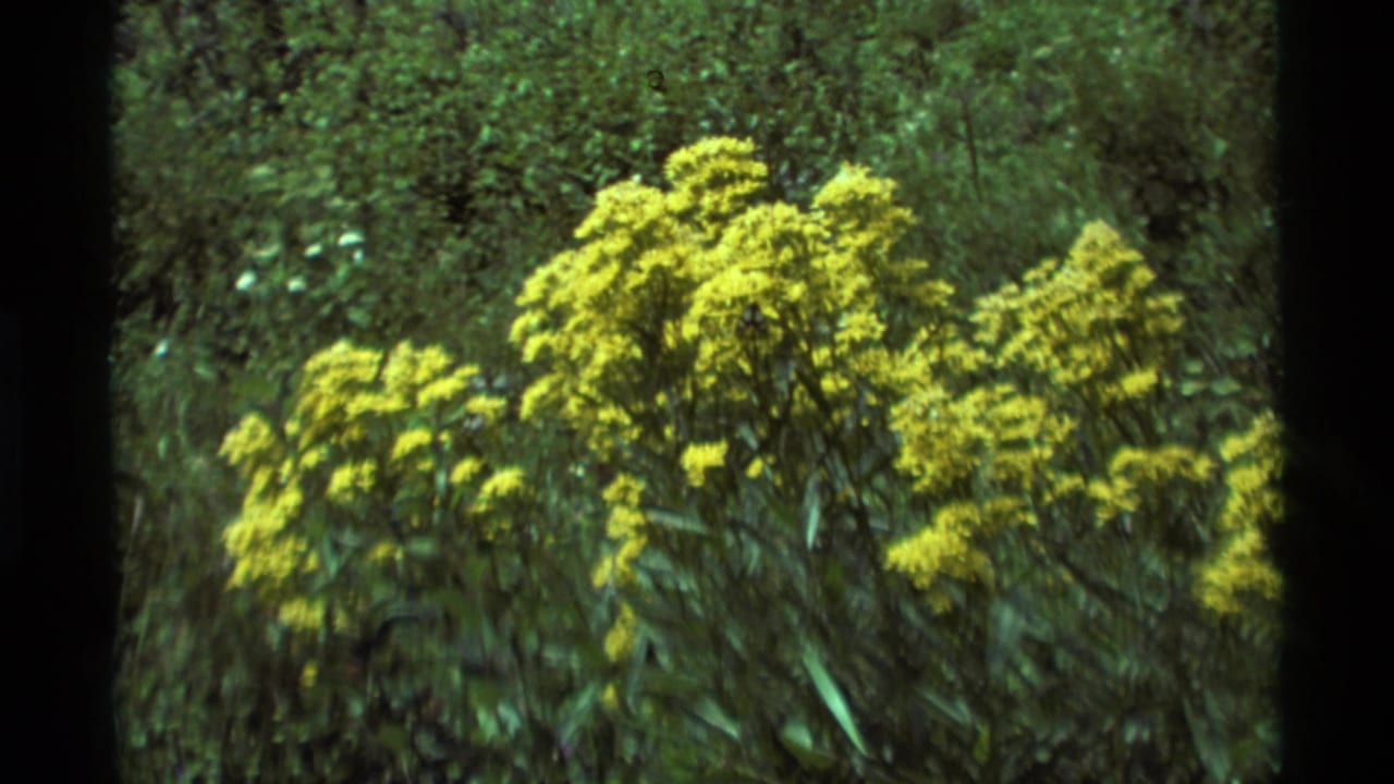 1975 8mm frame from Agate Springs, Montana showing yellow wildflower clusters in a green meadow.