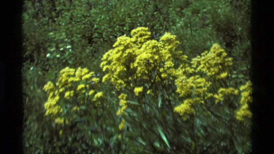 1975 8mm frame from Agate Springs, Montana showing yellow wildflower clusters in a green meadow.