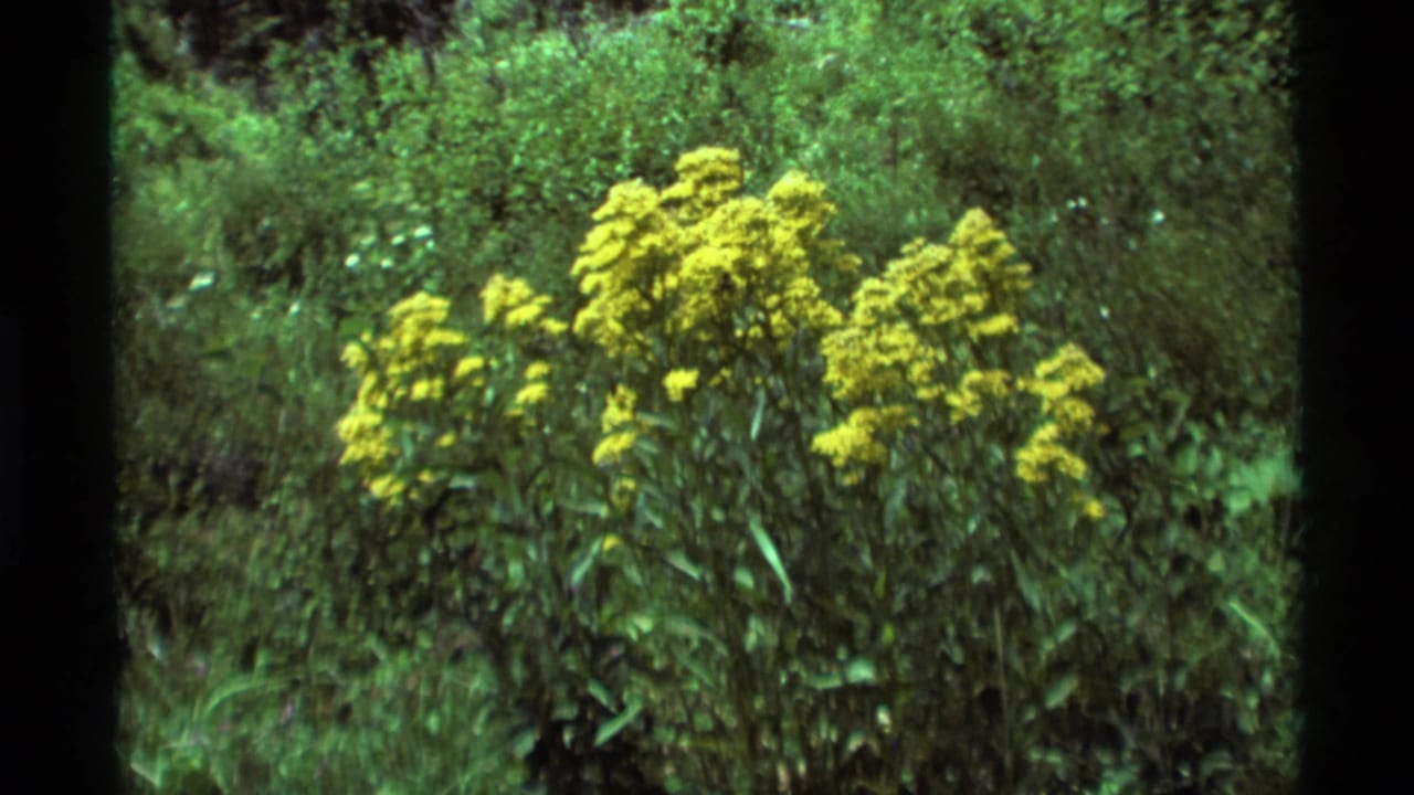 Yellow wildflowers in a green meadow, framed by dark film edges.