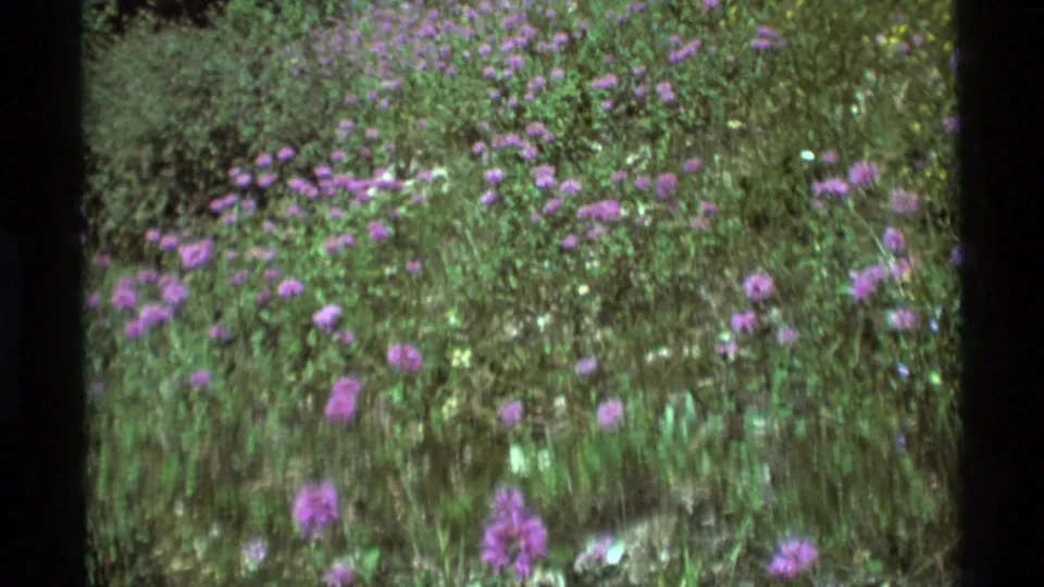 1975 8mm footage frame showing purple blossoms spread through a green meadow at Agate Springs, Montana.