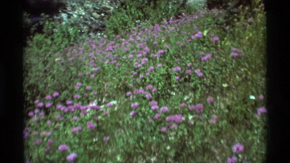 Agate Springs, Montana frame from 1975 showing purple meadow flowers, green foliage, and a darker patch near the upper edge.