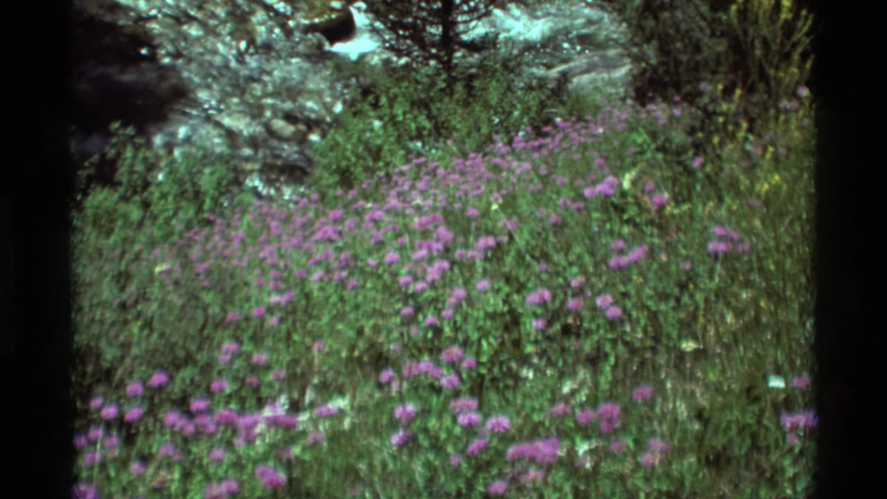 Purple wildflowers beside a rocky stream and green meadow growth.