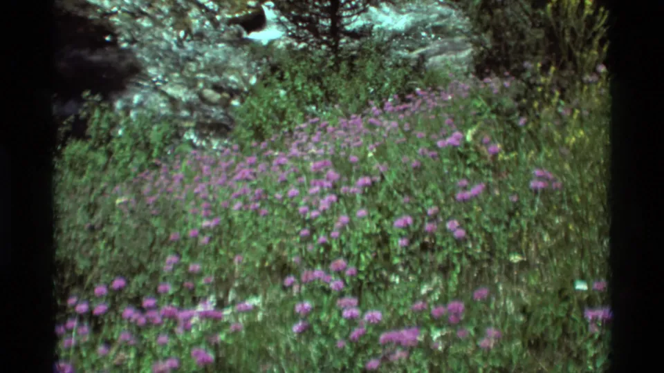 1975 Agate Springs, Montana 8mm frame showing purple wildflowers, grass, and bright rocky stream water.