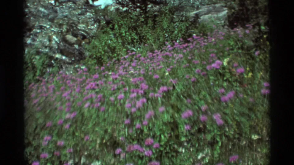 Purple flowers and green meadow plants at Agate Springs, Montana, with a bright rocky stream in the background.
