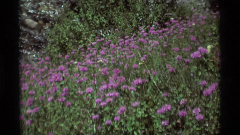 8mm home-movie frame of a Montana meadow crowded with purple wildflowers and leafy growth near water.