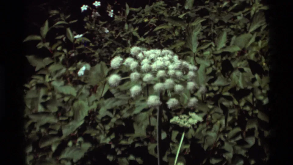 Close streamside vegetation at Agate Springs, Montana, with a pale umbel flower against dense green foliage.