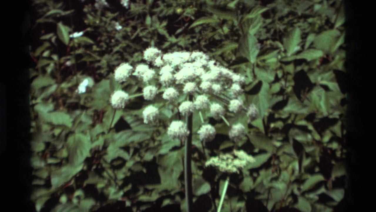White flower clusters against dense green foliage with dark film borders.