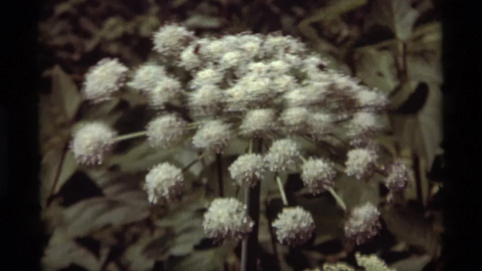 Soft 8mm close-up of pale flower clusters and broad leaves, consistent with the Montana home-movie setting.