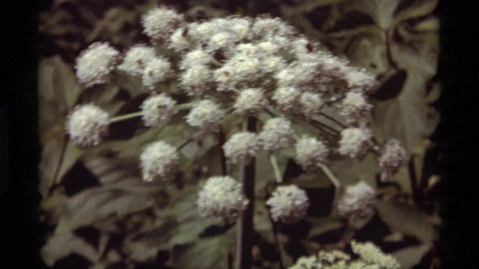 1975 home-movie frame showing pale clustered flowers in close view with soft grain and dark frame edging.