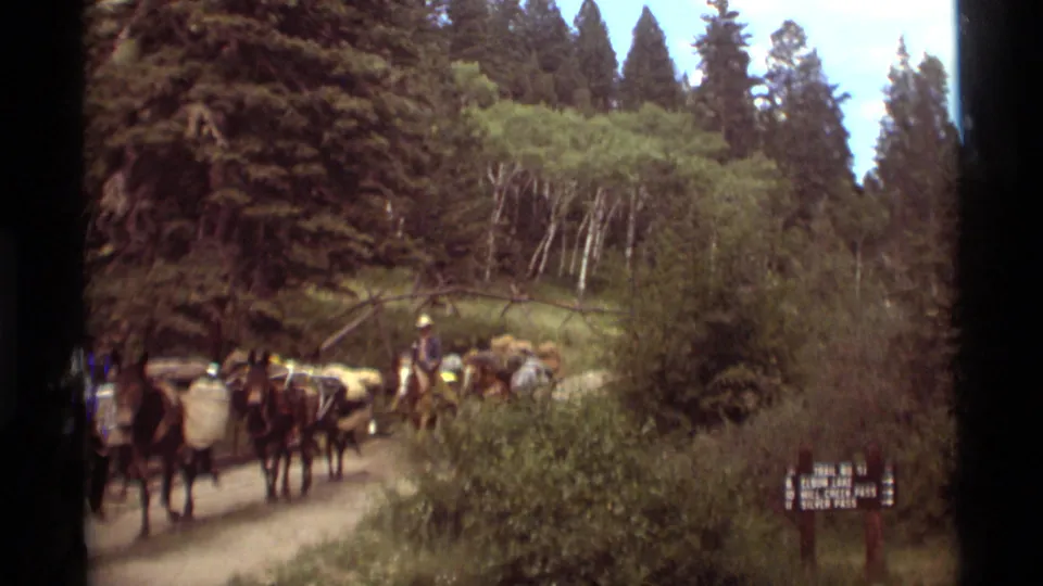 Several loaded mules move past the camera on the wooded Montana trail while the rider continues ahead through the trees.