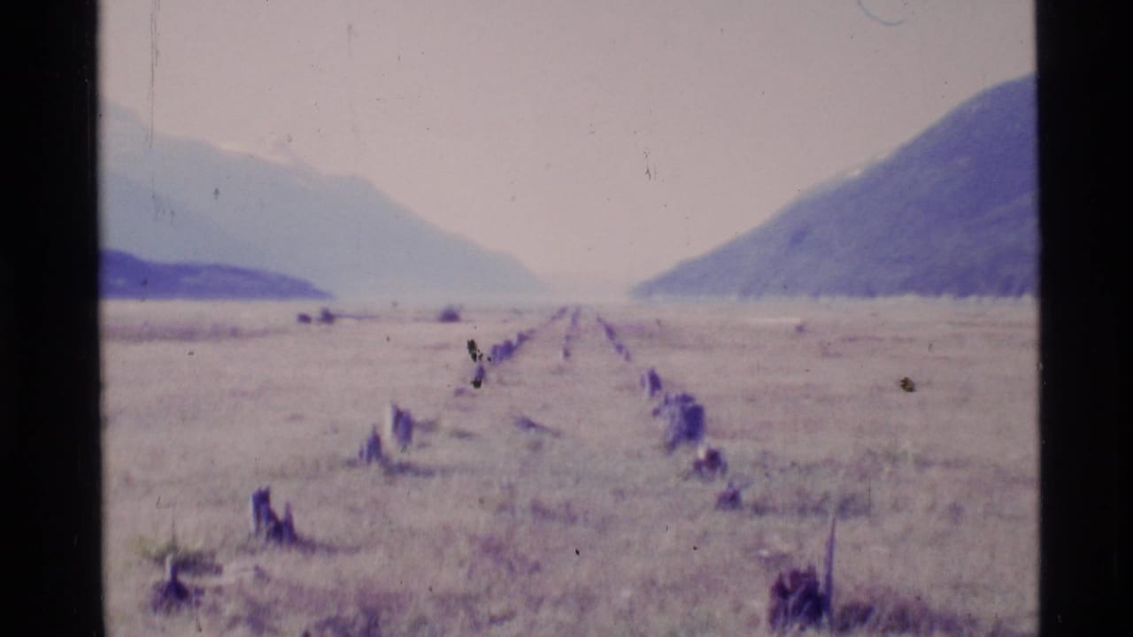 Wide valley with rows of dark stumps leading toward distant mountains.