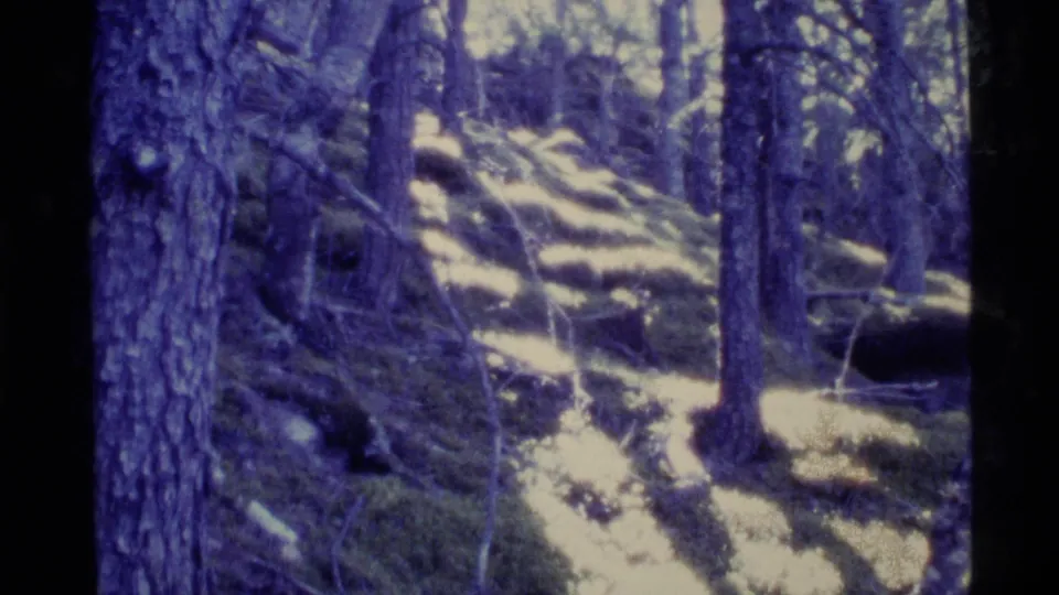 1977 Alaska 8mm frame looking through evergreen forest, with trunks, branches, mossy ground, and scattered snow patches in sunlight.