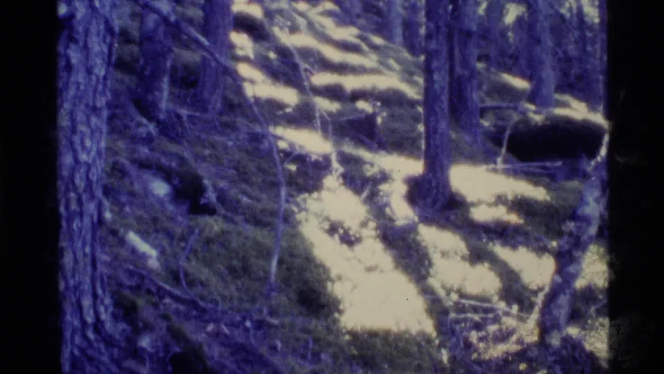 1977 Alaska 8mm frame of a snowy evergreen forest slope with trunks, fallen branches, shaded ground, and handheld home-movie framing.