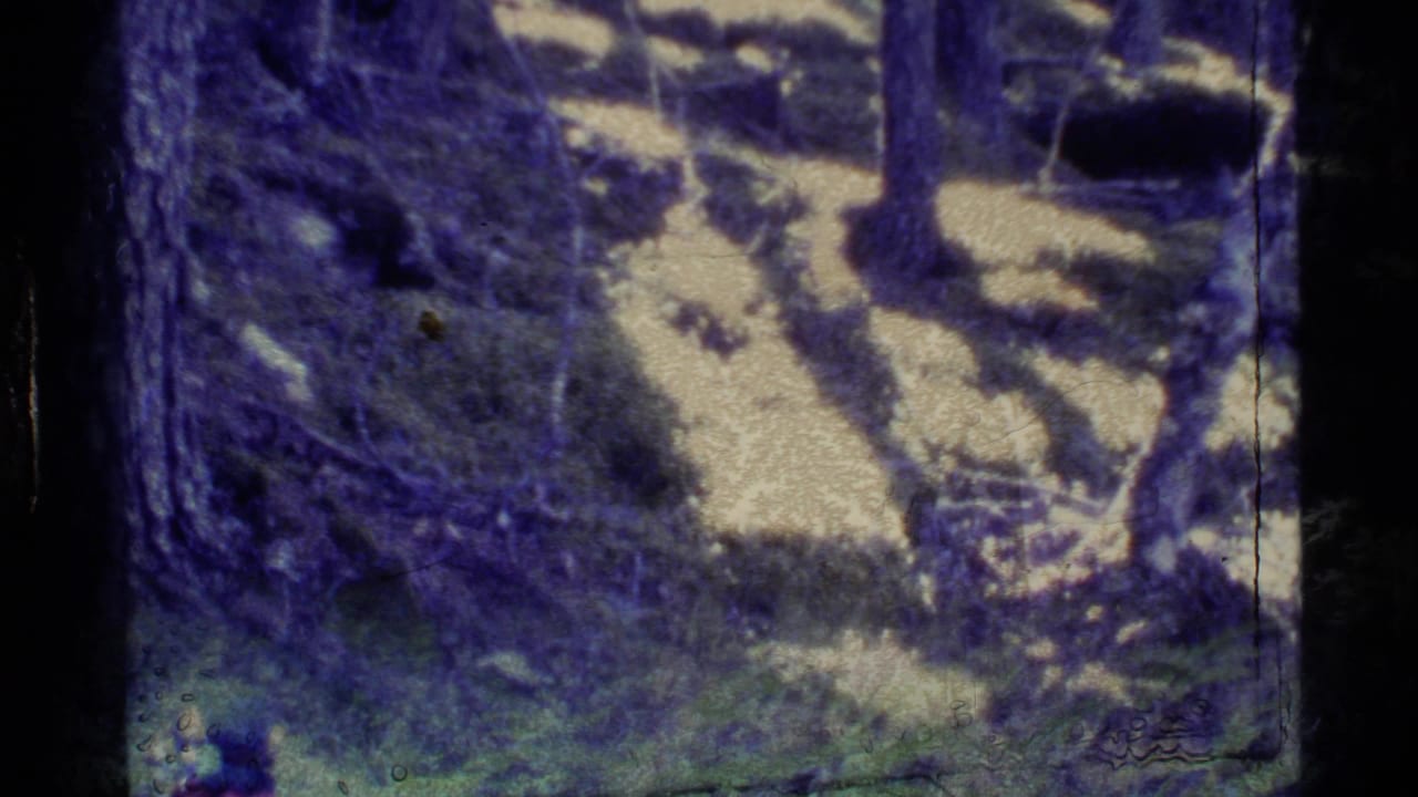 1977 Alaska 8mm frame showing a wooded trail area with rocks, tree trunks, mossy ground, and heavy color shift.