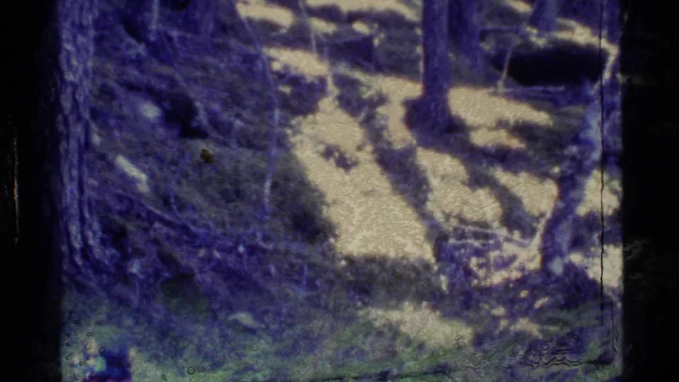 1977 Alaska 8mm frame showing a wooded trail area with rocks, tree trunks, mossy ground, and heavy color shift.