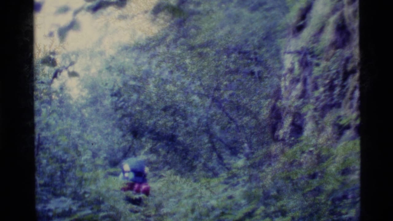 Small hiker with a large pack moving through dense green forest.