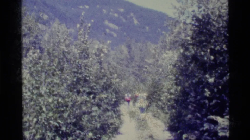 Distant hikers walk along a narrow Alaska mountain trail bordered by dense trees and shrubs.
