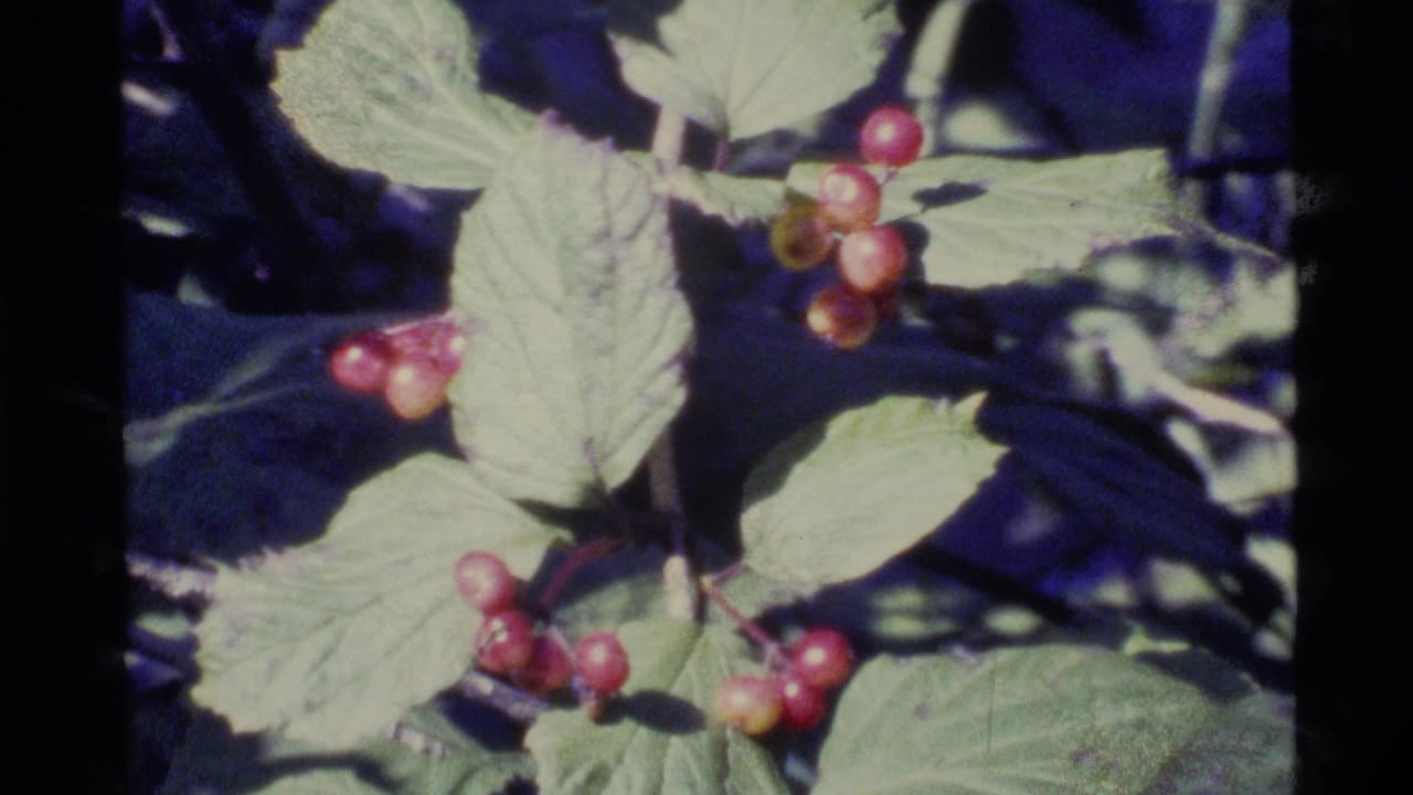 Close view of small red berries on a leafy bush in 1977 Alaska home-movie footage, with soft 8mm color and shadowed foliage.
