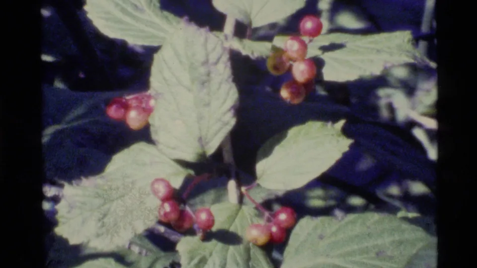 Another close 8mm view of red berries and green leaves, likely part of the same Alaska nature sequence from 1977.