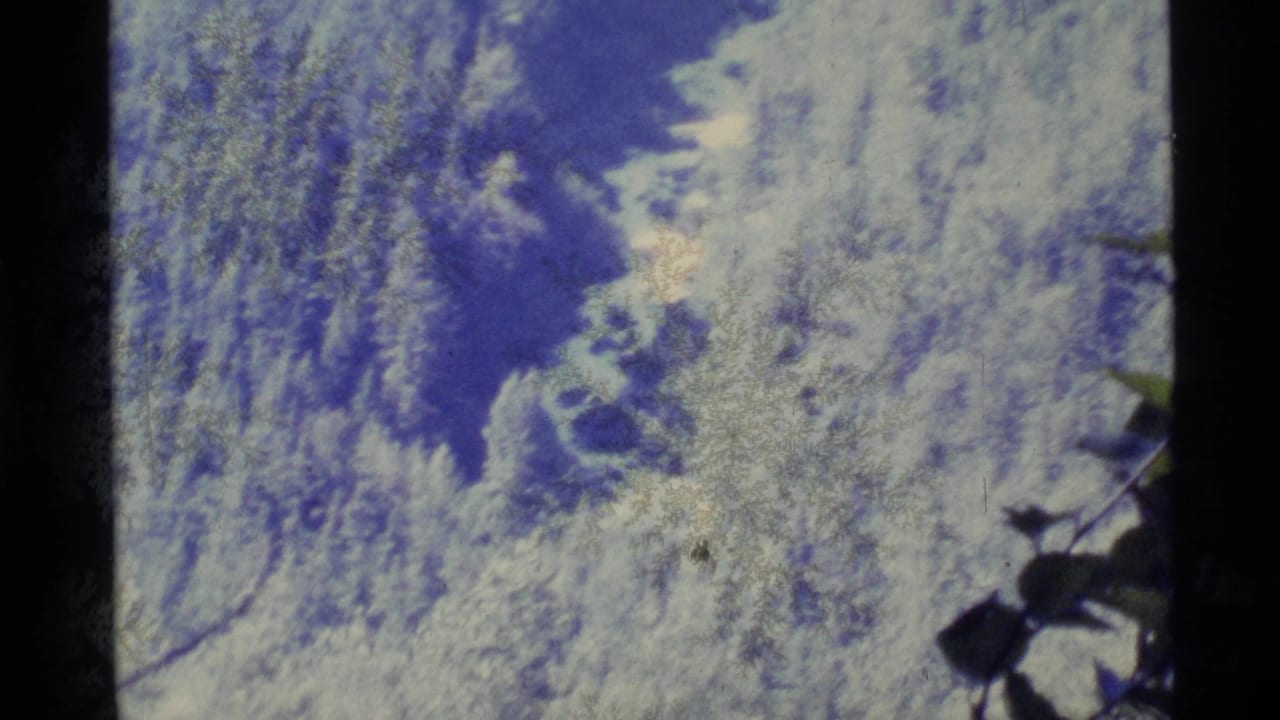 1977 Alaska 8mm frame showing soft, overexposed forest foliage and dark branches before the hiker is visible.