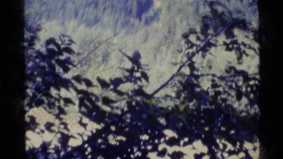 1977 Alaska 8mm frame with silhouetted leaves and branches against bright woodland light.