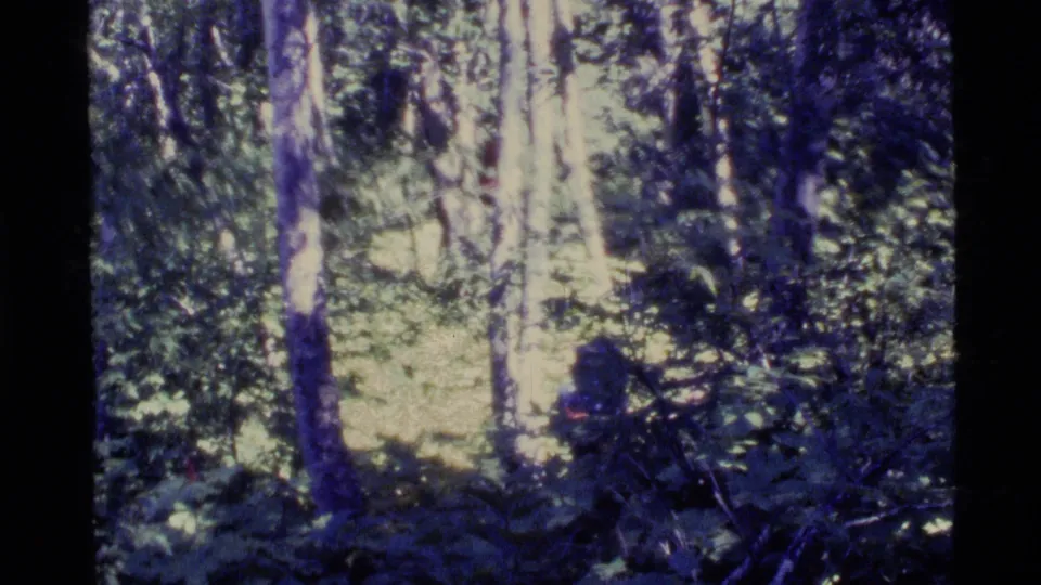 1977 Alaska 8mm frame with a distant hiker partly hidden by trees, foliage, and mottled forest light.