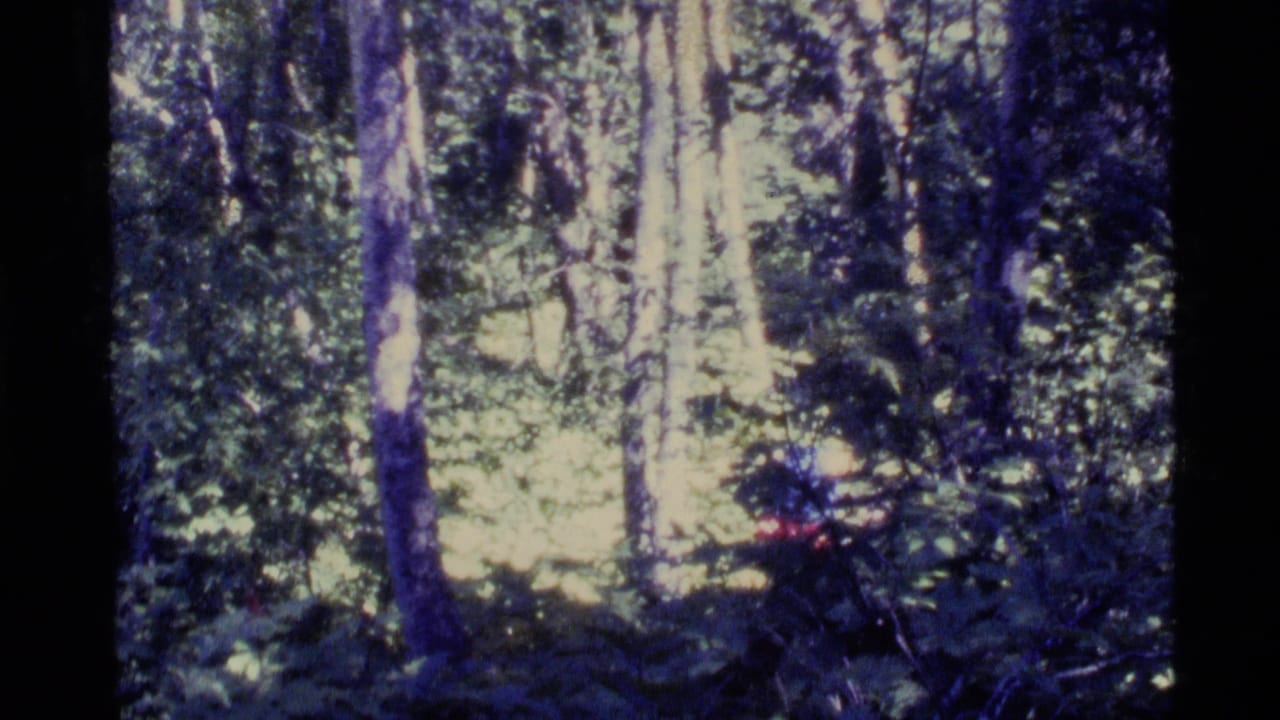 Tall tree trunks and dense forest undergrowth with bright sunlight filtering through leaves.