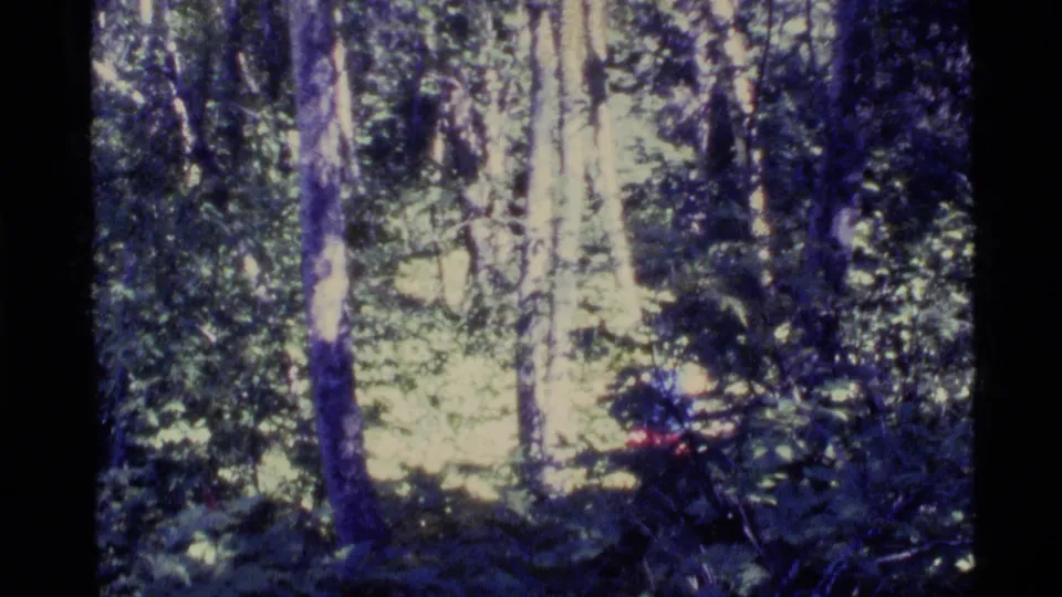 1977 Alaska 8mm frame showing tall trees, dense foliage, and sun-dappled woodland undergrowth from a handheld home movie.