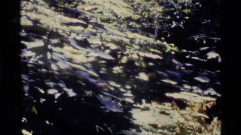 Handheld 1977 Alaska forest frame showing rocky uneven ground, leafy plants, and dappled sunlight across a wooded trail area.