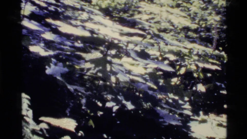 1977 Alaska 8mm still of a shadowed forest floor, with rocks, broad leaves, and handheld framing along the trail.