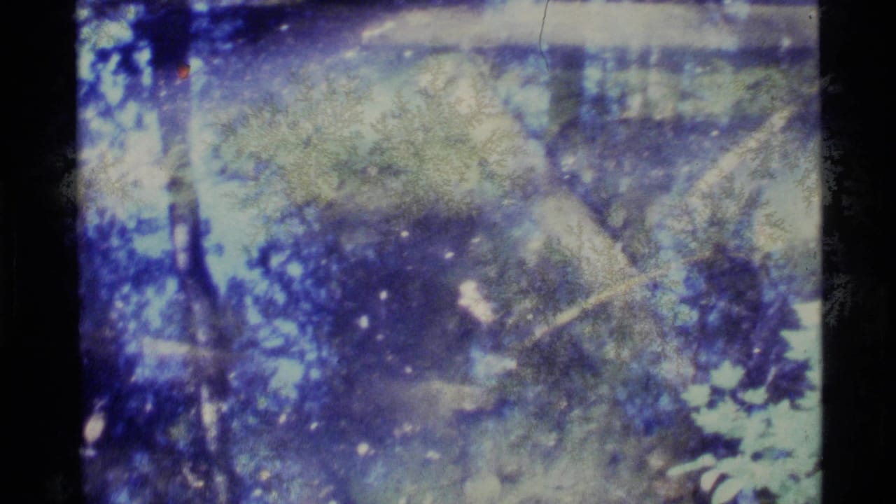 1977 Alaska 8mm frame showing soft woodland leaves and tree shade with blue-green color shift and visible film wear.