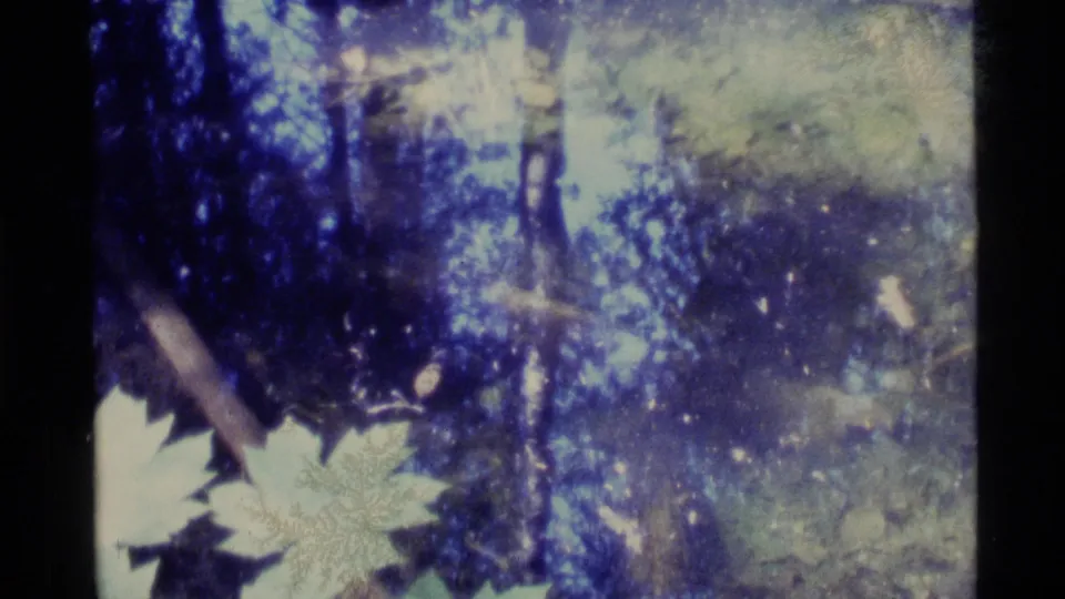 1977 Alaska 8mm frame showing woodland undergrowth, pale leaves, and dense blue-toned forest shadow.