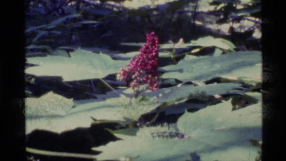 1977 Alaska home-movie frame with a red flower spike among broad green leaves and shaded forest growth.