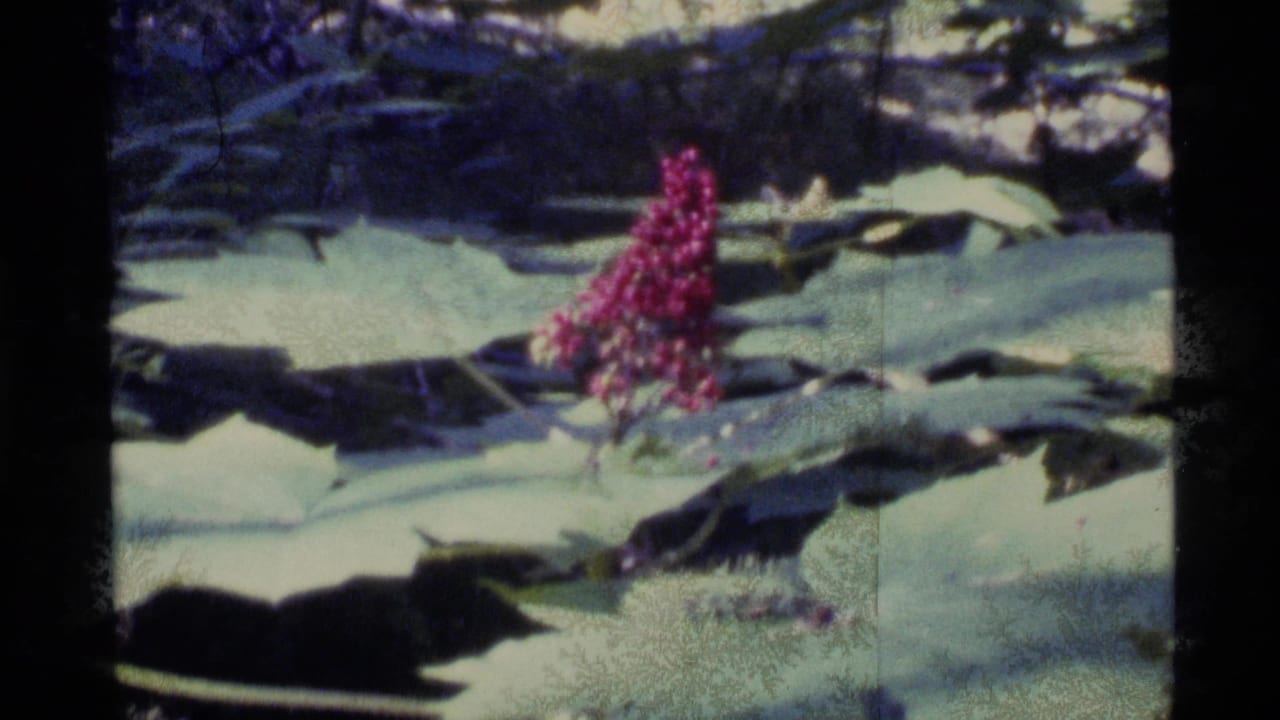 1977 Alaska 8mm frame showing a red flower among broad leaves and pale ground patches in a forest setting.