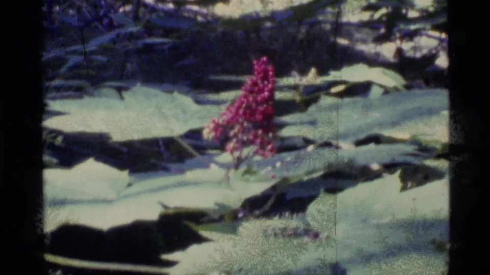 1977 Alaska 8mm frame showing a red flower among broad leaves and pale ground patches in a forest setting.