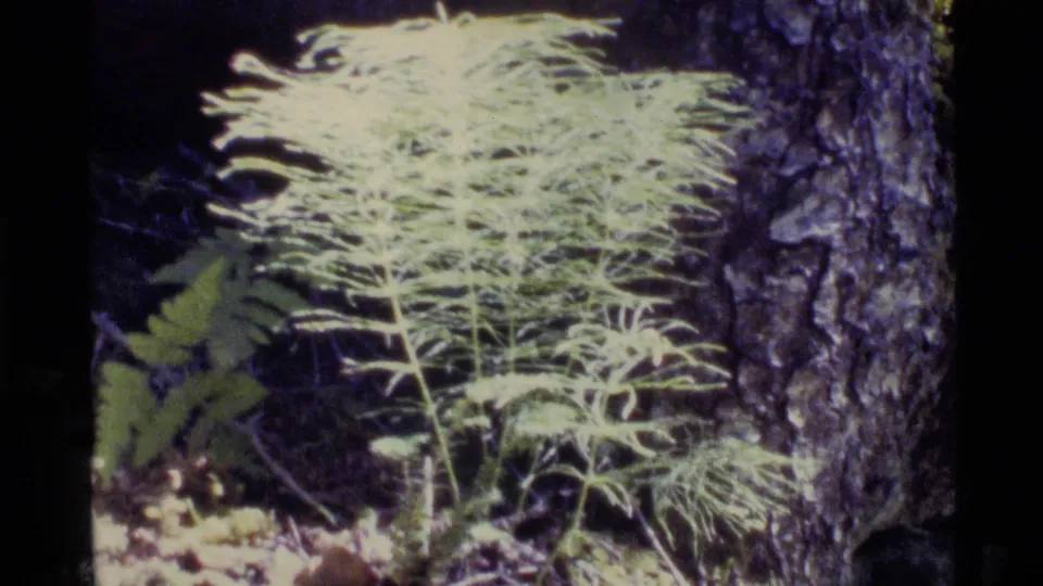 1977 Alaska 8mm frame with a delicate pale fern-like plant beside a rough tree trunk in shaded forest understory.