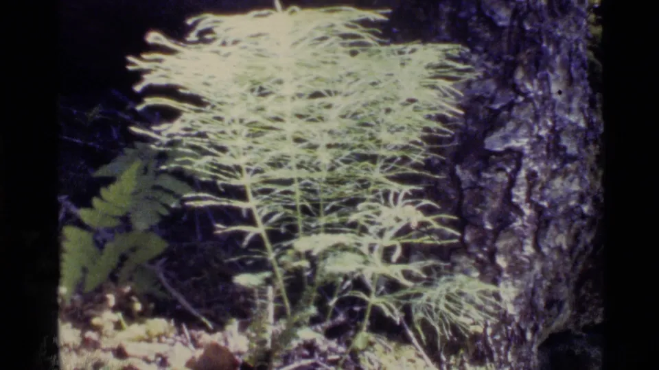 Close 1977 Alaska 8mm view of pale fern-like foliage near a tree trunk, with leaf litter and shaded understory behind it.