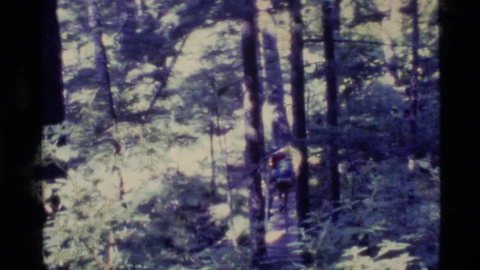 The hiker continues along the forest trail in Alaska, seen from behind through tall trunks and bright patches of foliage.