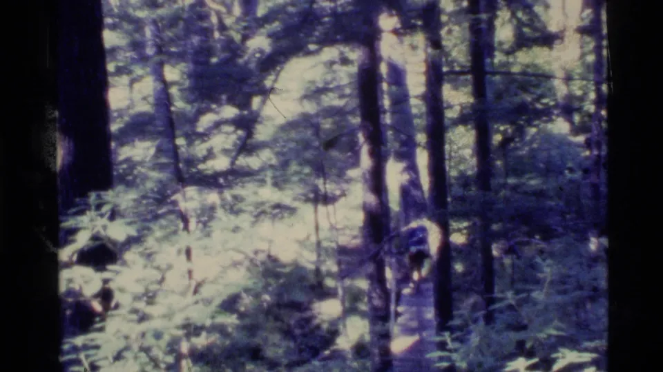 A soft 8mm frame shows the backpacked hiker near the lower edge of a wooded Alaska trail, surrounded by trunks and undergrowth.