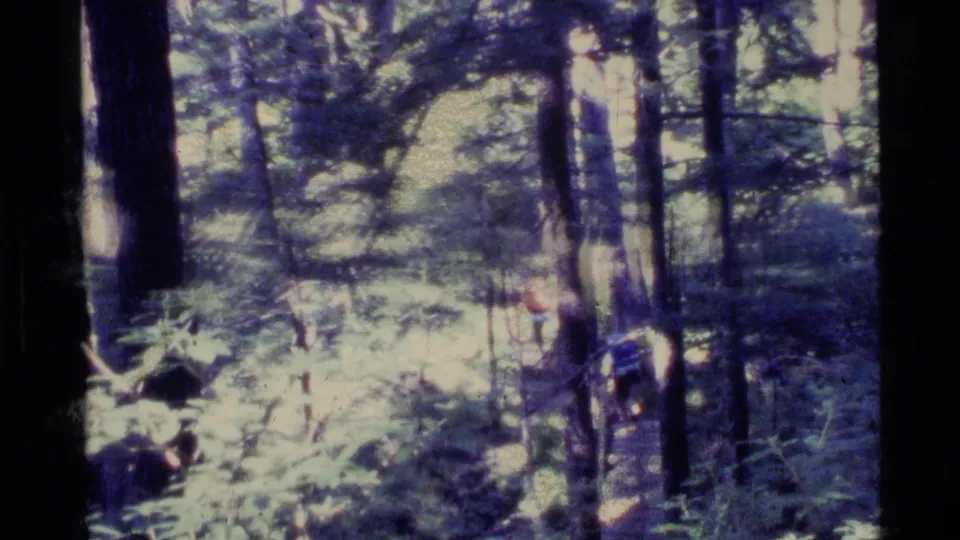 The final frame keeps the hiker on the wooded Alaska trail, with bright undergrowth, shadowed trunks, and a handheld home-movie feel.