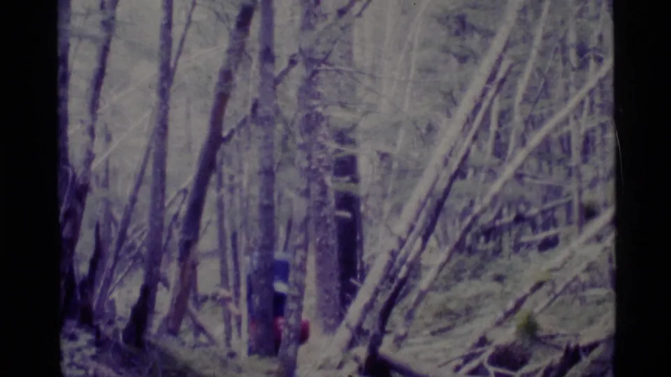 1977 Alaska home-movie frame of a distant backpacked hiker moving through dense trees on a narrow trail.