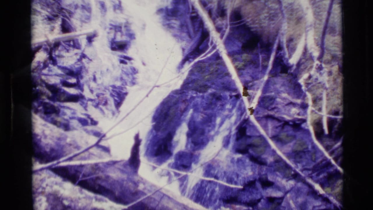 1977 Alaska 8mm frame showing tangled twigs, dark forest texture, and possible streamside vegetation in faded purple tones.