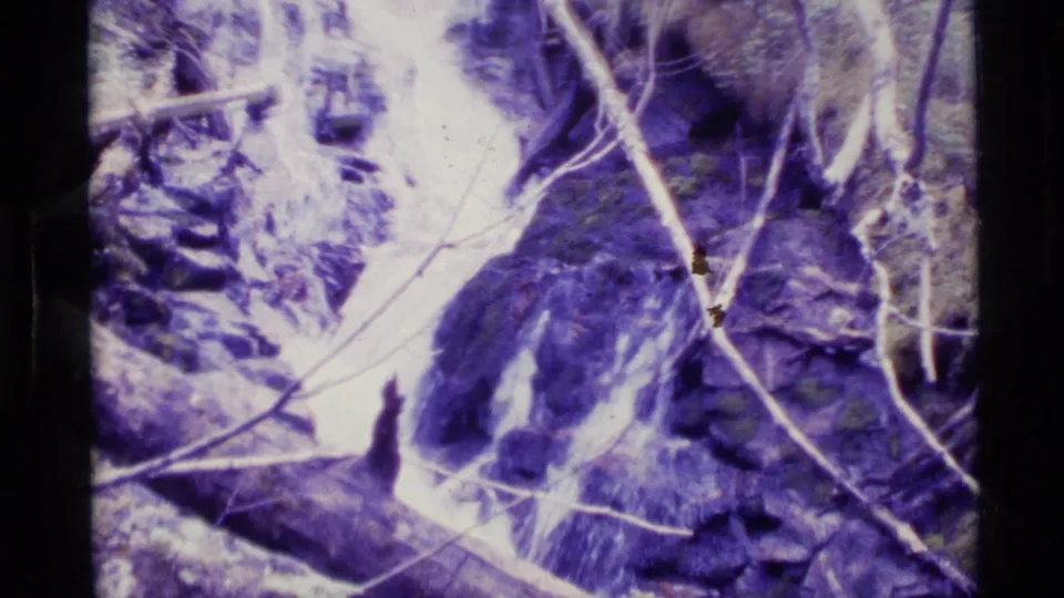 1977 Alaska 8mm frame showing tangled twigs, dark forest texture, and possible streamside vegetation in faded purple tones.